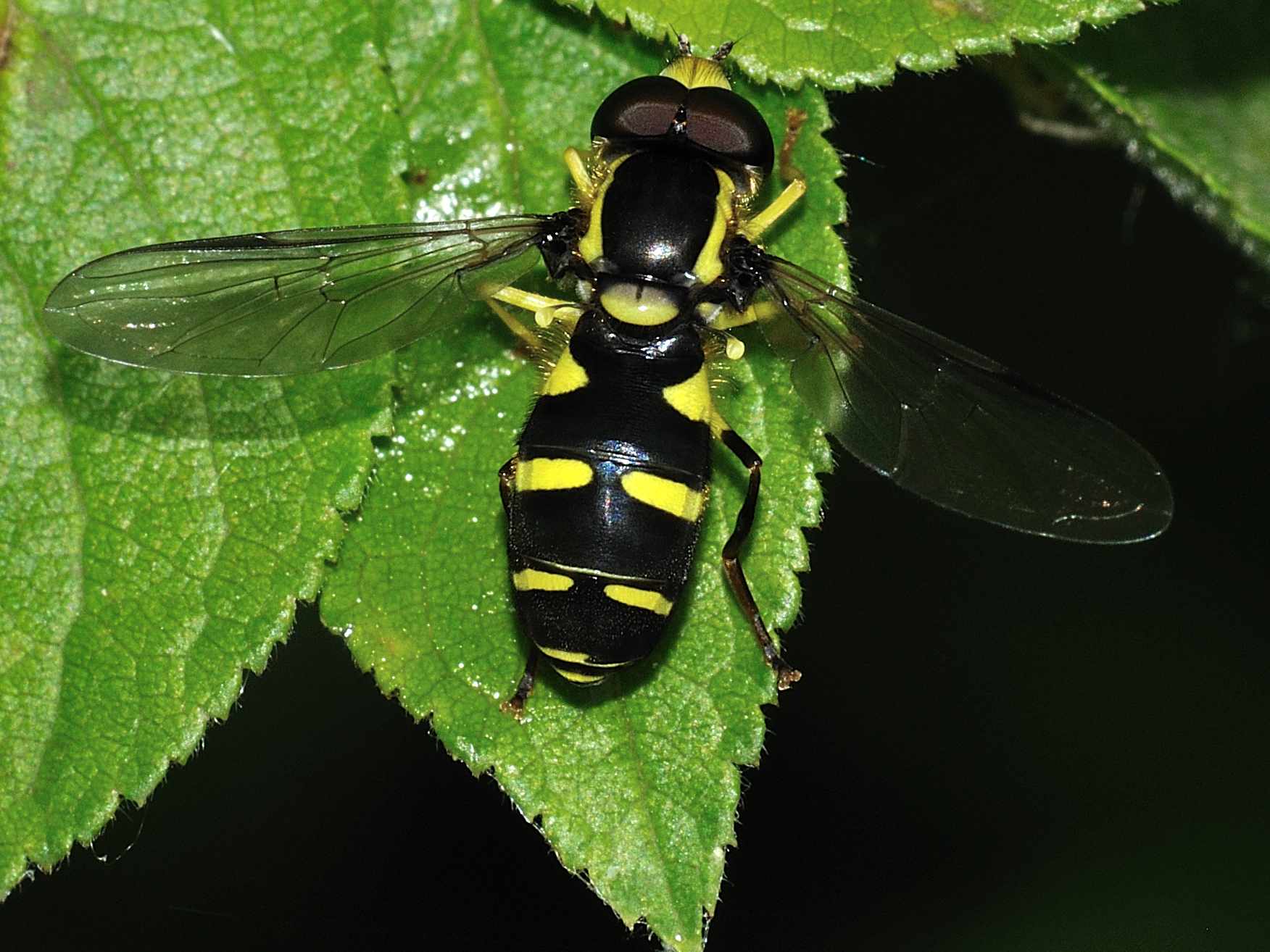 ID Syrphidae n.1